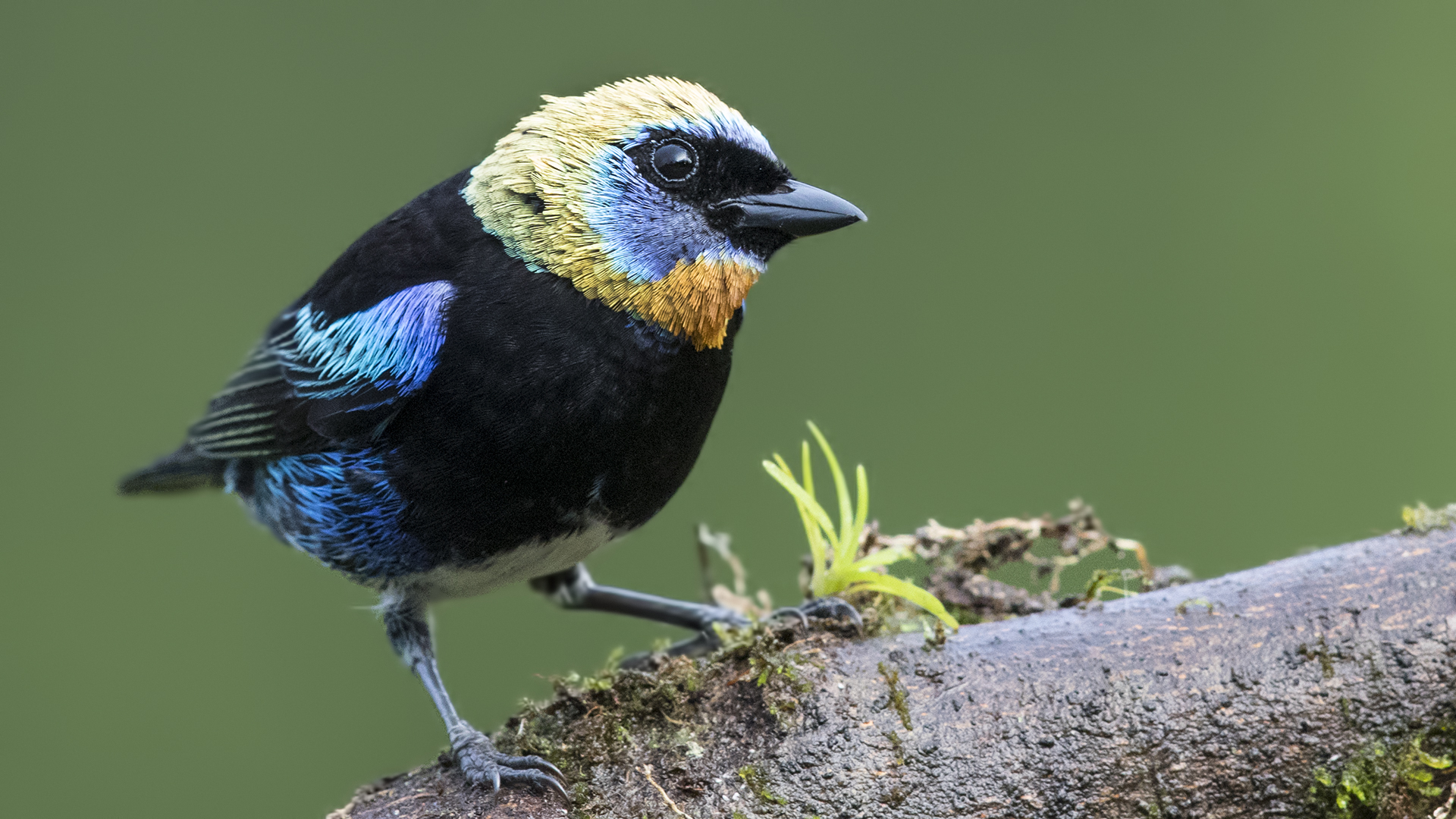 Golden-hooded Tanager — Ana fotoğraf